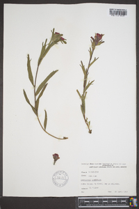 Castilleja parviflora image