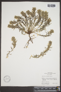 Castilleja steenensis image