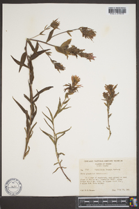 Castilleja tweedyi image