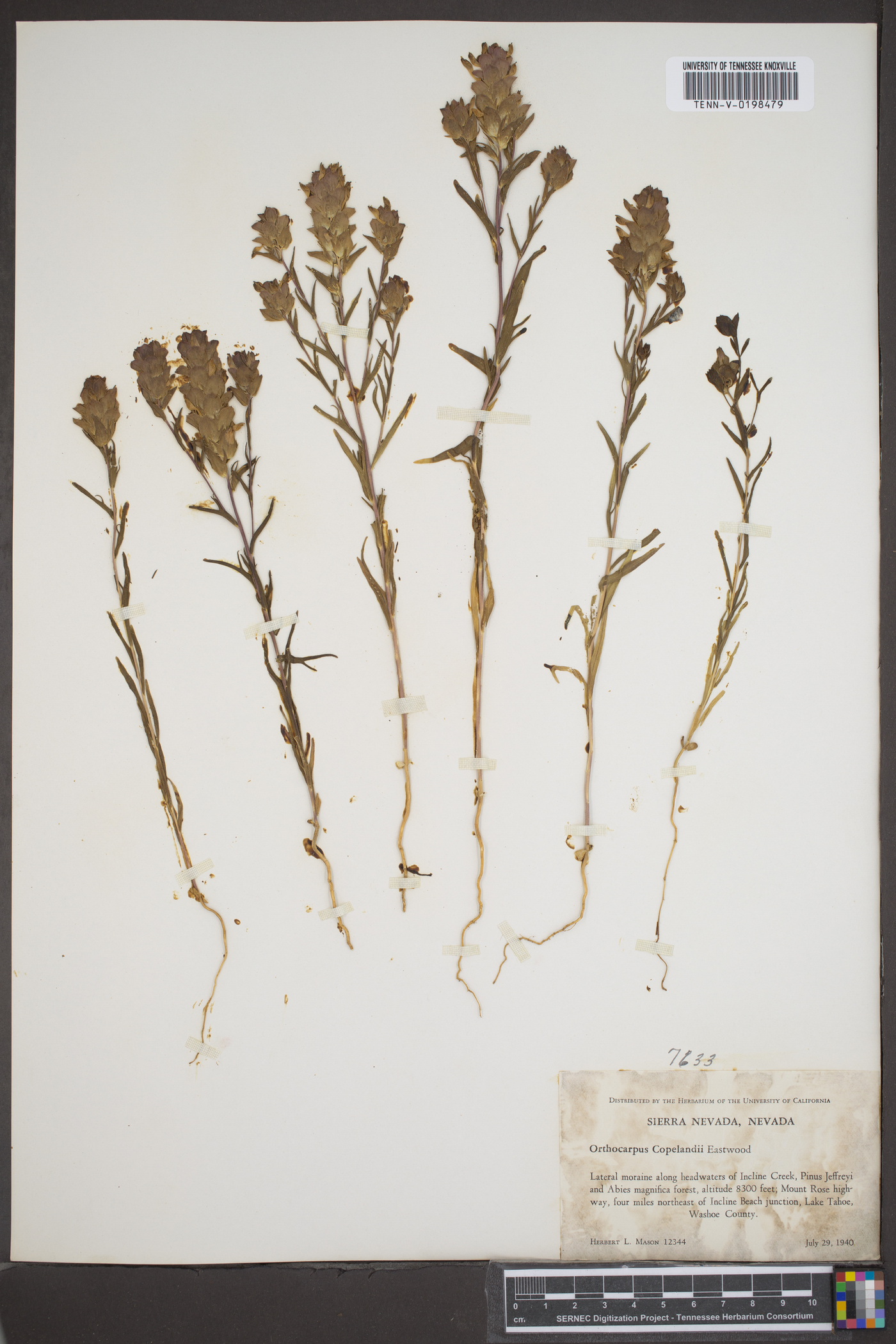 Orthocarpus copelandi image