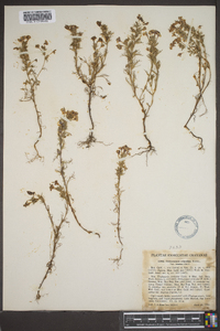 Orthocarpus erianthus var. roseus image