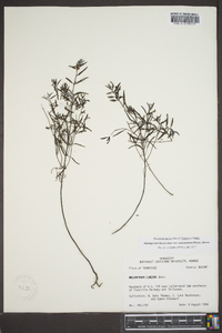 Melampyrum lineare var. americanum image