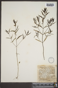 Melampyrum lineare image