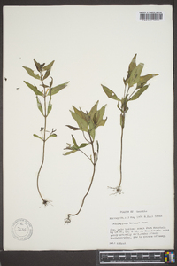 Melampyrum lineare image