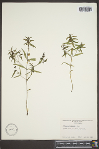 Melampyrum lineare image