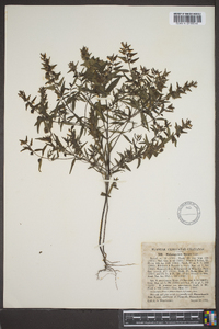 Melampyrum lineare image