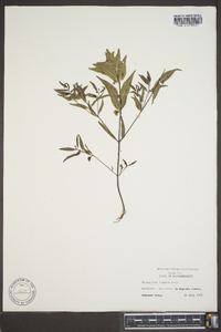 Melampyrum lineare image