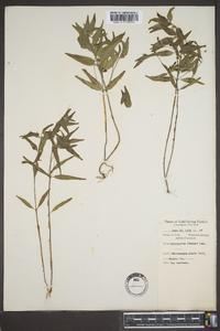 Melampyrum lineare image