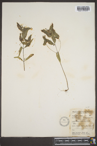 Melampyrum lineare image