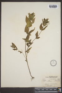 Melampyrum lineare image