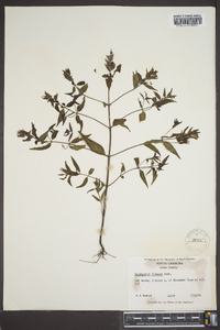 Melampyrum lineare image