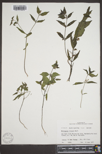 Melampyrum lineare image