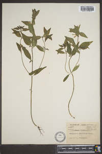 Melampyrum lineare image