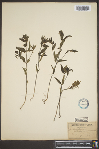 Melampyrum lineare image