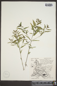 Melampyrum lineare image