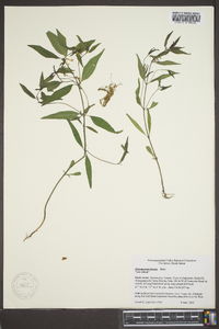 Melampyrum lineare image