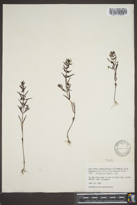 Melampyrum lineare image