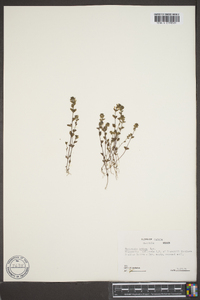 Euphrasia frigida image