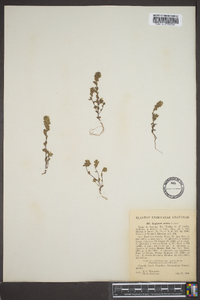 Euphrasia arctica image