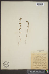 Euphrasia arctica image