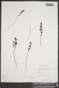 Euphrasia arctica image