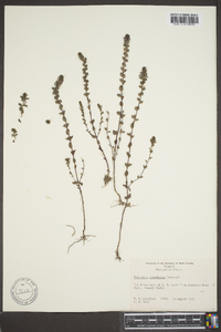 Euphrasia canadensis image