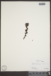 Bartsia alpina image