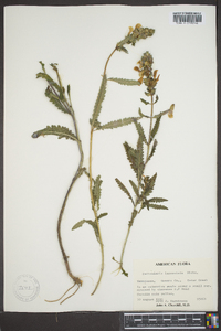 Pedicularis lanceolata image