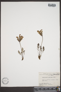 Pedicularis capitata image