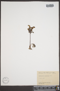 Pedicularis capitata image