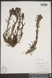 Pedicularis crenulata image