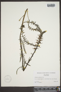 Pedicularis groenlandica image