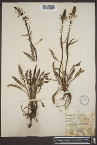 Pedicularis groenlandica image