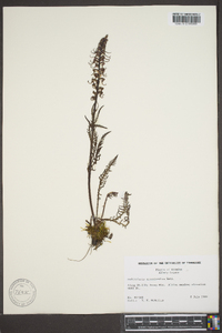 Pedicularis groenlandica image