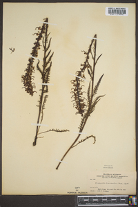 Pedicularis groenlandica image