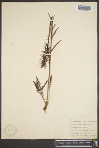 Pedicularis groenlandica image