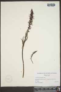 Pedicularis groenlandica image