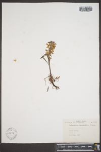 Pedicularis langsdorffii image