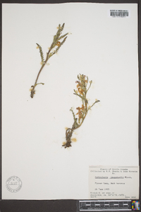 Pedicularis langsdorffii image