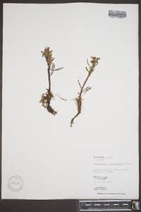 Pedicularis langsdorffii image