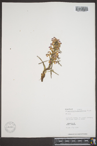Pedicularis langsdorffii image