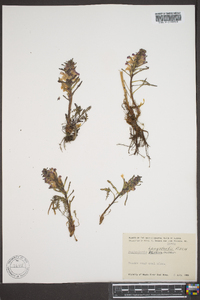 Pedicularis langsdorffii image