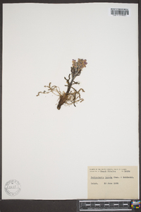 Pedicularis lanata image