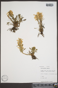 Pedicularis lanata image