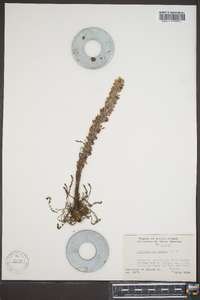 Pedicularis lanata image
