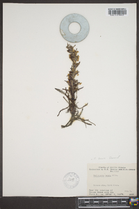 Pedicularis lanata image