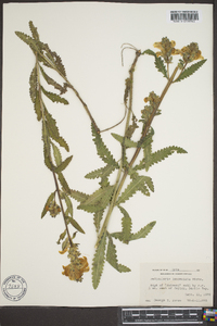 Pedicularis lanceolata image