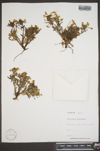 Pedicularis lapponica image