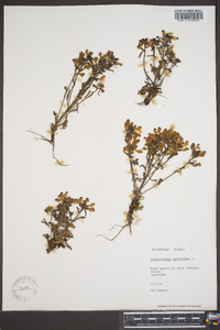 Pedicularis lapponica image