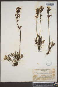 Pedicularis ornithorhyncha image